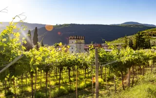 Italian countryside vineyard