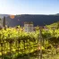 Italian countryside vineyard